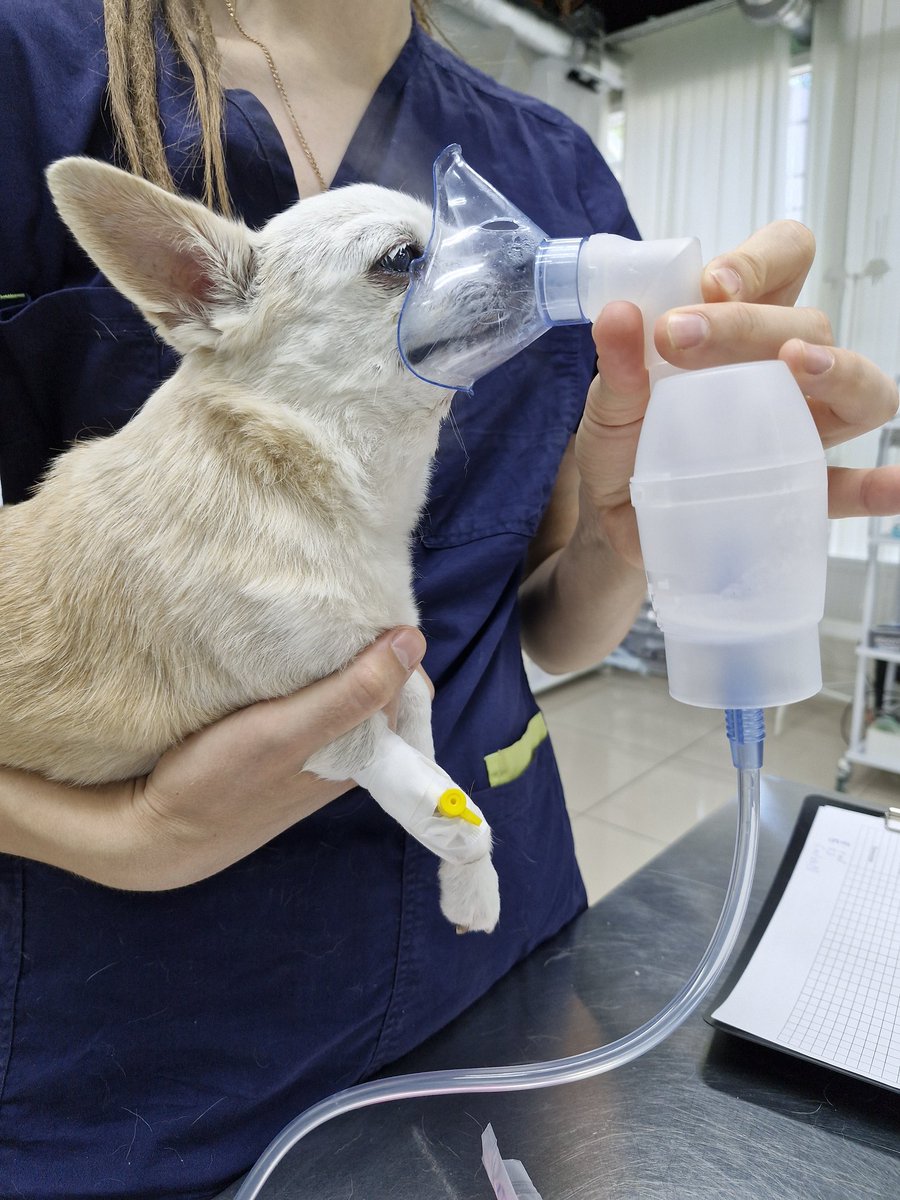 Делаем ингаляцию Рите 🐶