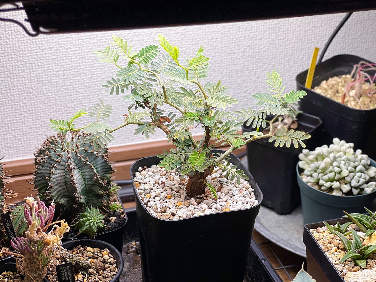 boolean_iwata's tweet image. センナはパネルライト直下で水多めが正解だな