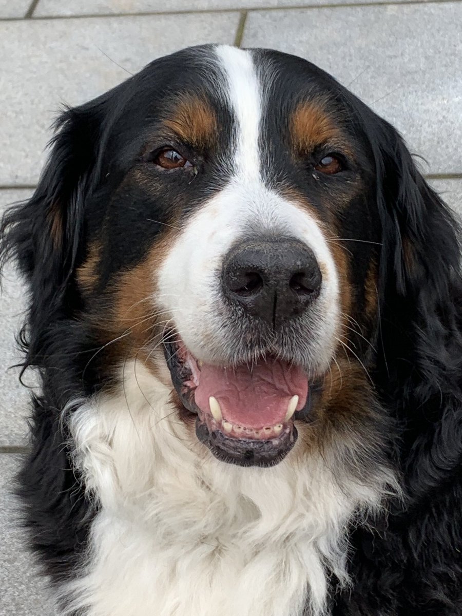 SabineRausch7's tweet photo. Happy Birthday zum 9. Geburtstag ❤️ meine liebe Emmi 🥰 https://t.co/t5z8ZGq9q1