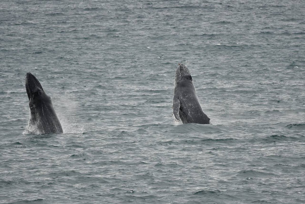 There‘s been sustained feeding by a small group of Humpback #whales in western False Bay, #CapeTown, the past 2 weeks. Local supreme spotter, Nanette Smith, captured these 2 whales a couple of minutes ago celebrating the bay‘s „krillinary“ delights!!!