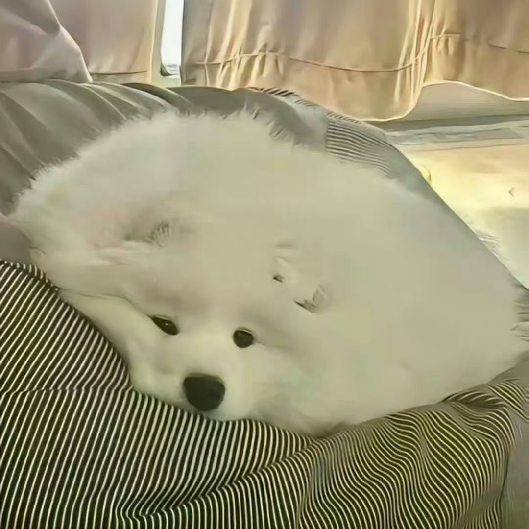 fshng136221's tweet photo. 狗狗饼干 🥰🥰🫳🐶#BINGFAN #MAKEMATE1 https://t.co/imLggHJ1hN