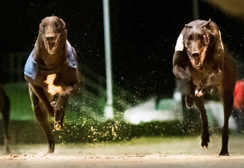 @RPGreyhounds tweet media
