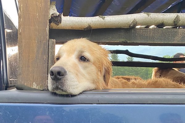 Jbusc33's tweet photo. #goldendogfarmvt #jeffersonville #vermont #greattime #beautifuldogs #lotsoffun #iwanttostay @JenB101010 #butternut_goldens https://t.co/nFZM1boW6W