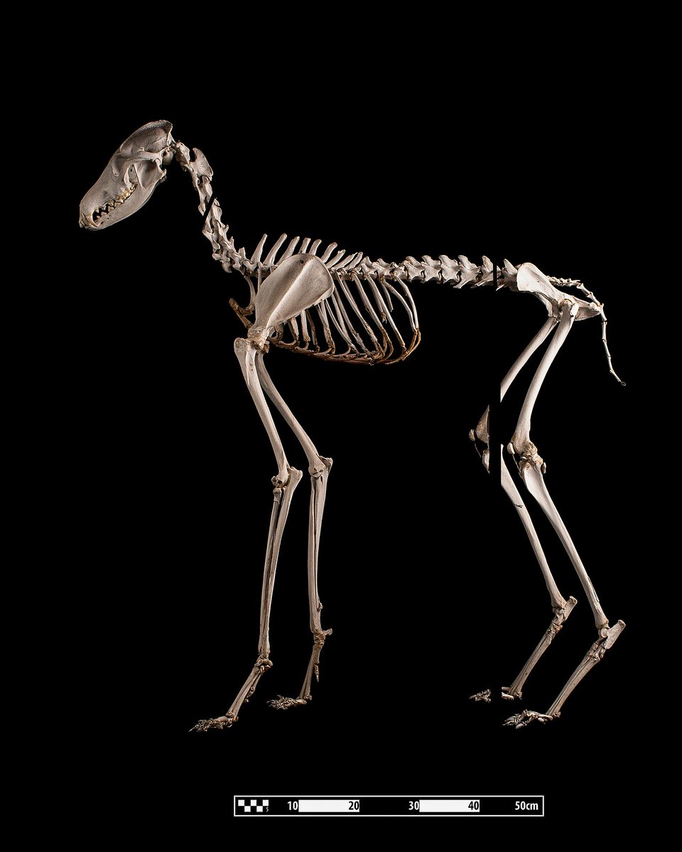 machine is bugs tweet media