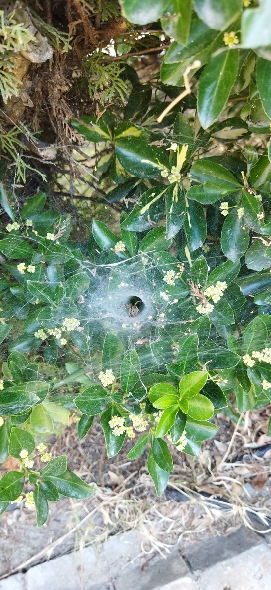 funnel-web spider 🕷️😍