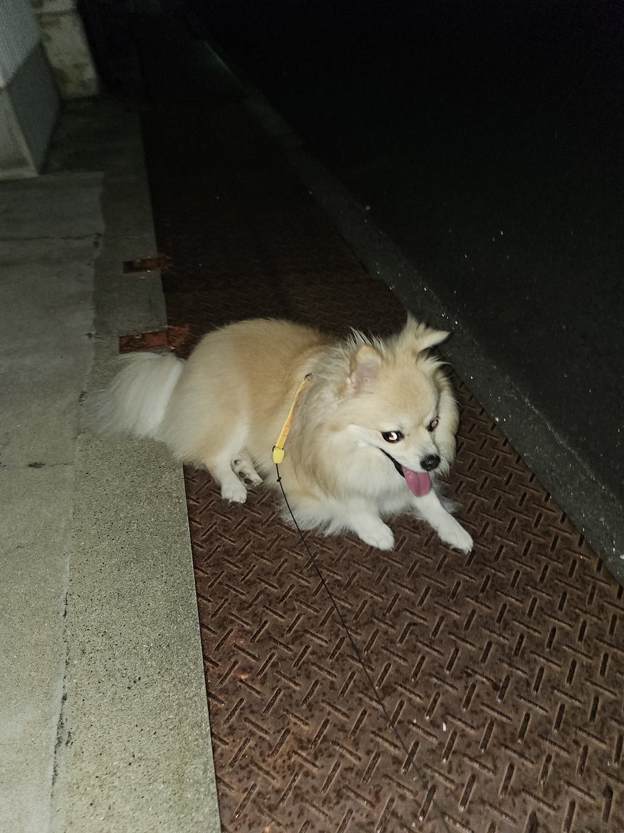 一応散歩中です
#いぬのいる暮らし