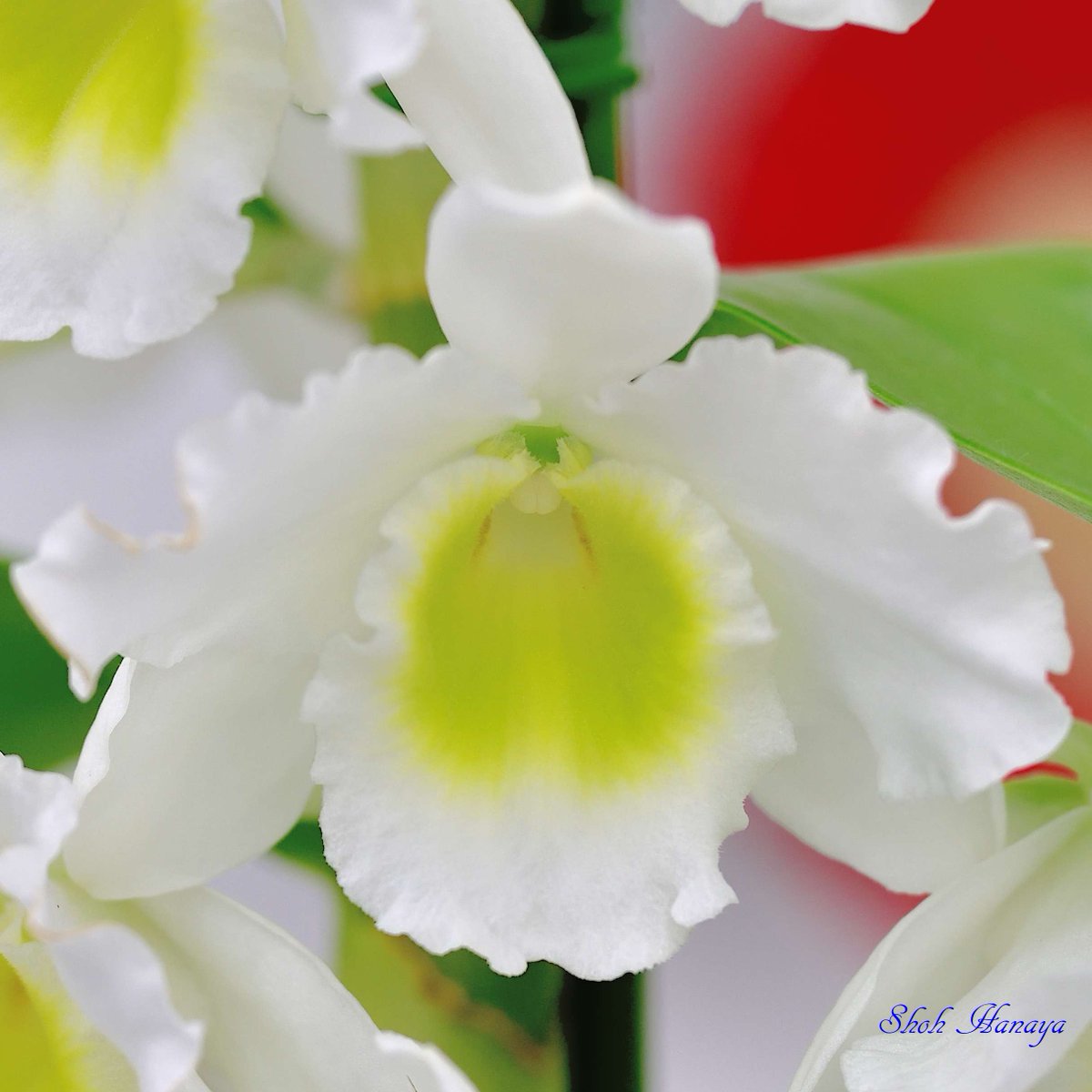 Shoh_Hanaya's tweet photo. Den.(Moon Candle x Medalist)
  'Frosty Mint'

2/2
Dendrobium(Den.) 
#世界らん展2024 #世界らん展 
#Orchids #flowers #orchidshare https://t.co/G5tiiwDA3g