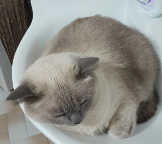 BudVZab's tweet photo. Kitty in the sinky
#DailyCloudTheCat #DailyCloud #Cat #CatsofTwitter #CatsOfTwitter https://t.co/6muVpK6fOL