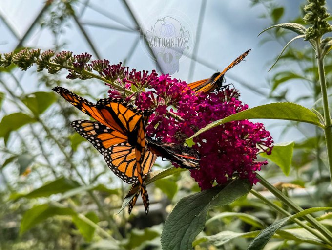 🦋Gonna keep going and enjoy the smaller stuff in life today🦋 https://t.co/tUmlanAK1b