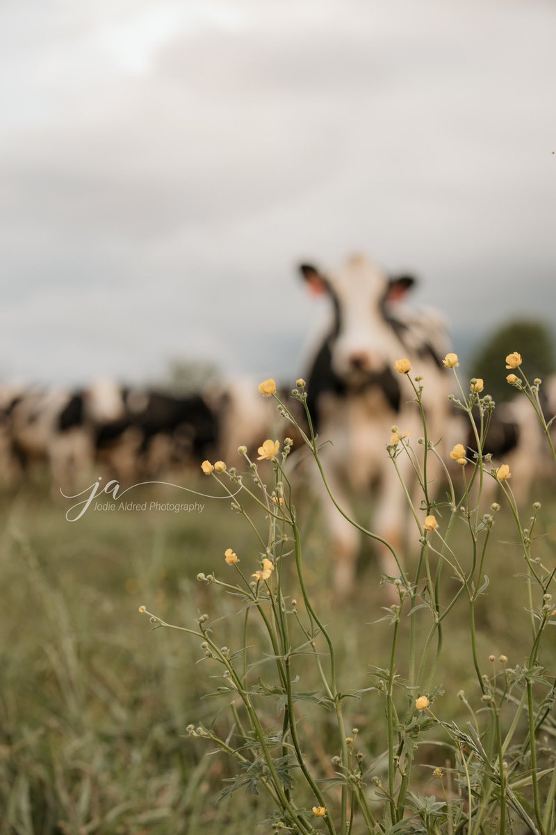 Jodie Aldred Photography tweet media