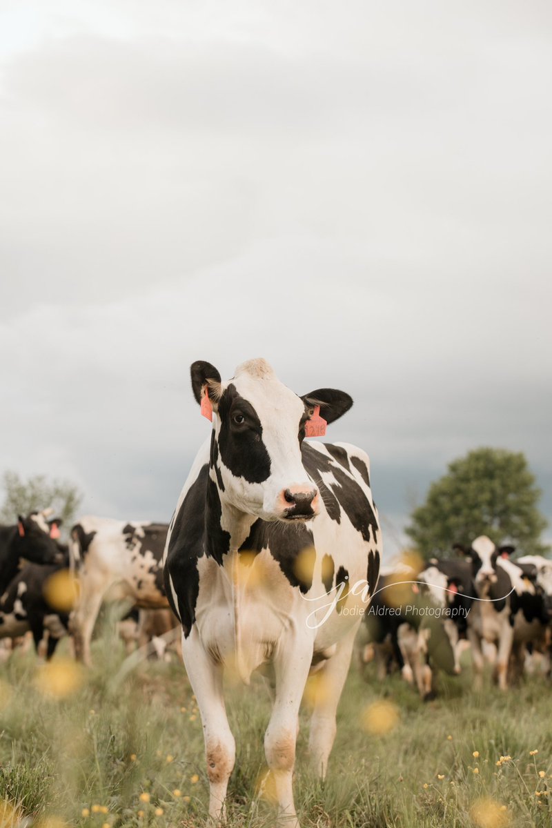 Jodie Aldred Photography tweet media