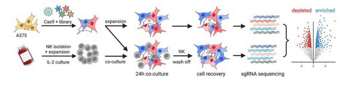 Cerwenka Lab (@cerwenkalab) on Twitter photo Fresh print by Tomas <a href="/capslocked_me/">TomΓ‘Ε‘ Hofman π
</a>: read about the effect of IFNg on tumor cell cell resistance to NKs, and what one can do about it
jitc.bmj.com/content/12/7/eβ¦ Fresh print by Tomas <a href="/capslocked_me/">TomΓ‘Ε‘ Hofman π
</a>: read about the effect of IFNg on tumor cell cell resistance to NKs, and what one can do about it
jitc.bmj.com/content/12/7/eβ¦
