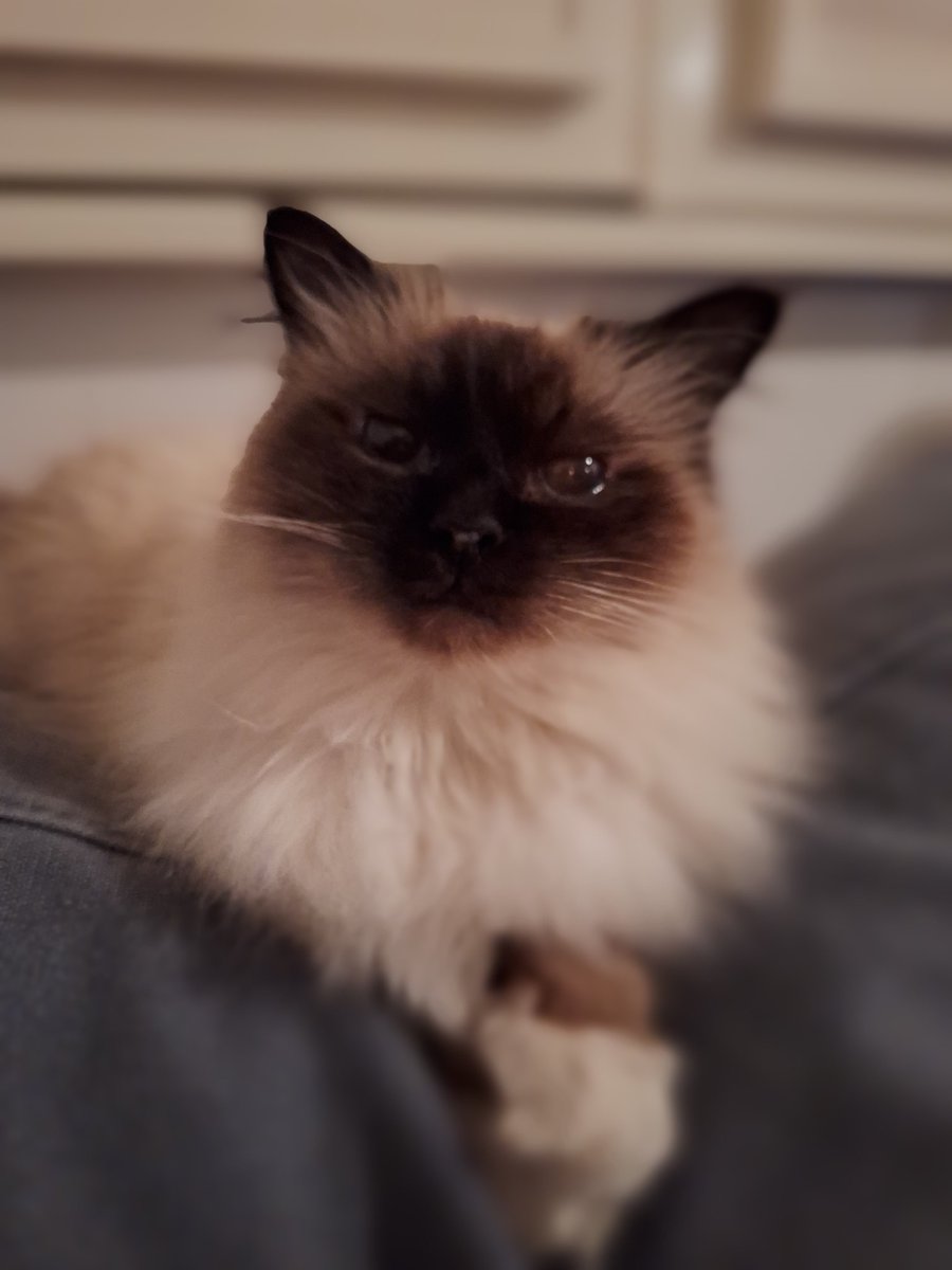 cassybee's tweet image. The #couchpeleton is asking the tough questions. What has happened to our beloved #trolldj #AskSBSTdF