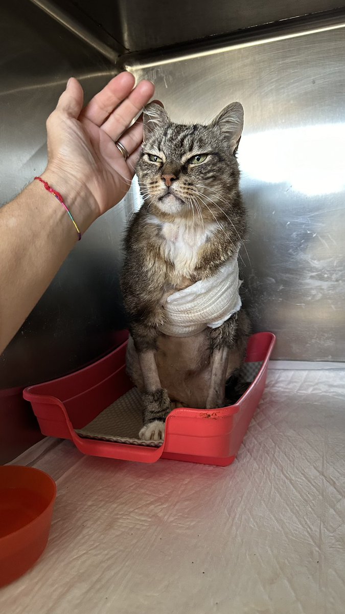 Mannyhermes's tweet photo. Ho bisogno di voi. Mi serve il vostro supporto 

Cerco 
URGENTEMENTE 
SANGUE FELINO 
GRUPPO “B”

Per una trasfusione  In zona ROMA. 
Chiunque possa aiutare il mio ragazzone per un dargli una speranza  mi contatti per favore 🙏❤️ https://t.co/DCTvveJEMs
