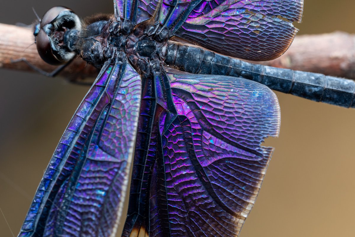 The remarkable wings of Ryothemis fuliginosa, the butterfly dragonfly. While most of the time they look a dark black, they shimmer with iridescence when viewed from above. Males display this iridescence to eachother when fighting.