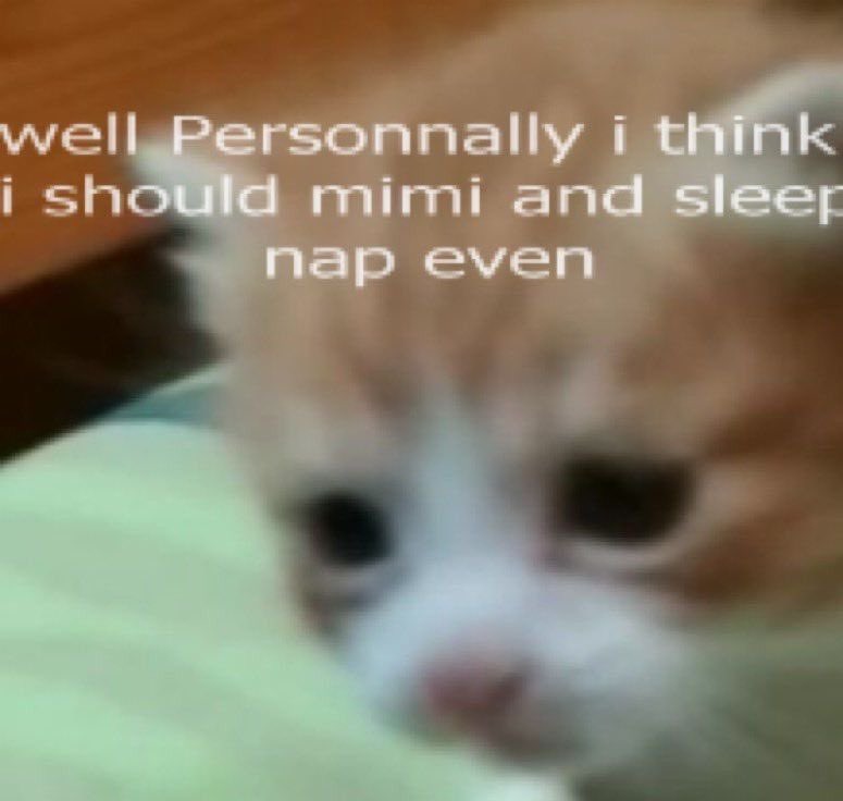 Cat Dealer tweet media
