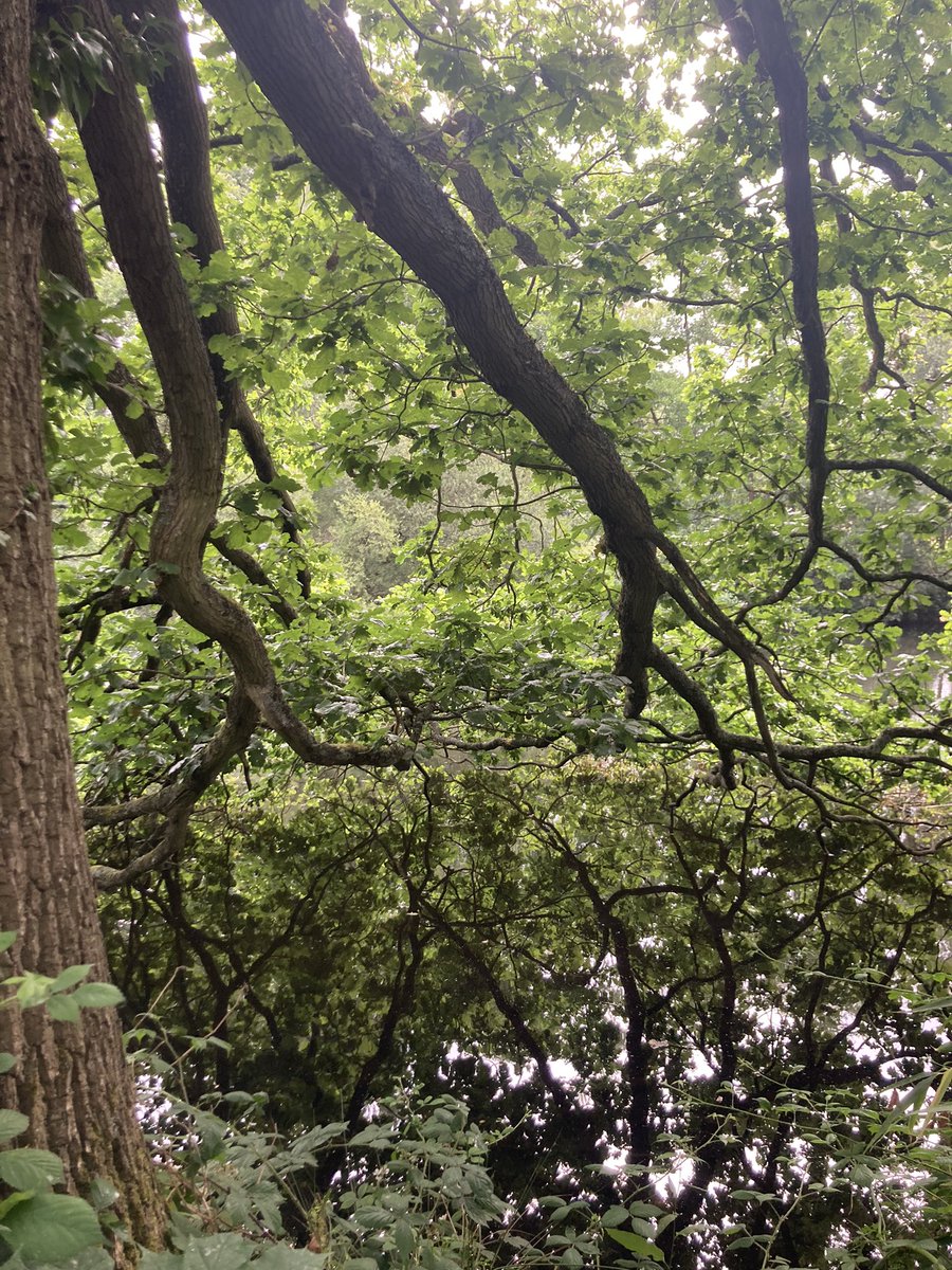 Tree of the day for me: <a href="/UniofReading/">Uni of Reading</a> <a href="/Intelligent_Hlt/">Intelligent Health</a> <a href="/BeattheStreet1/">BTS Reading</a> <a href="/campbellclaret/">ALASTAIR CAMPBELL</a>