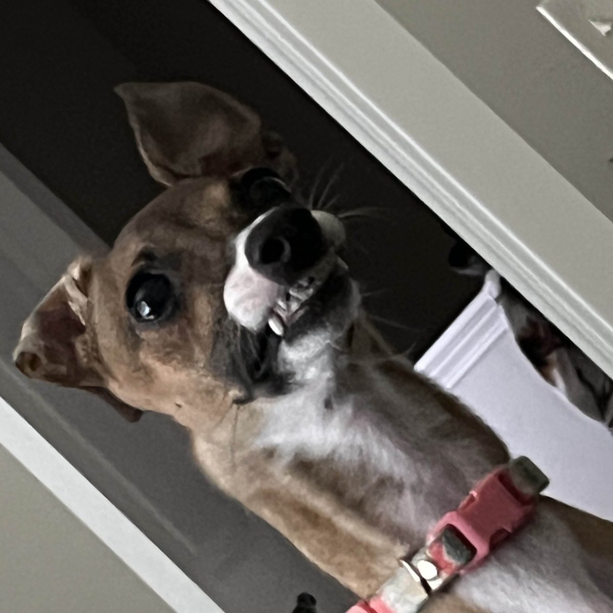 Loganolio tweet media