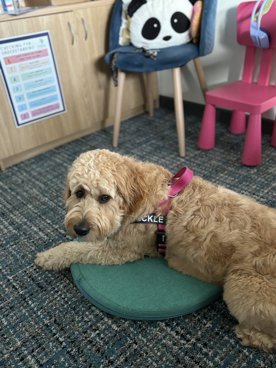 ✨Rachael Lehr✨ tweet media