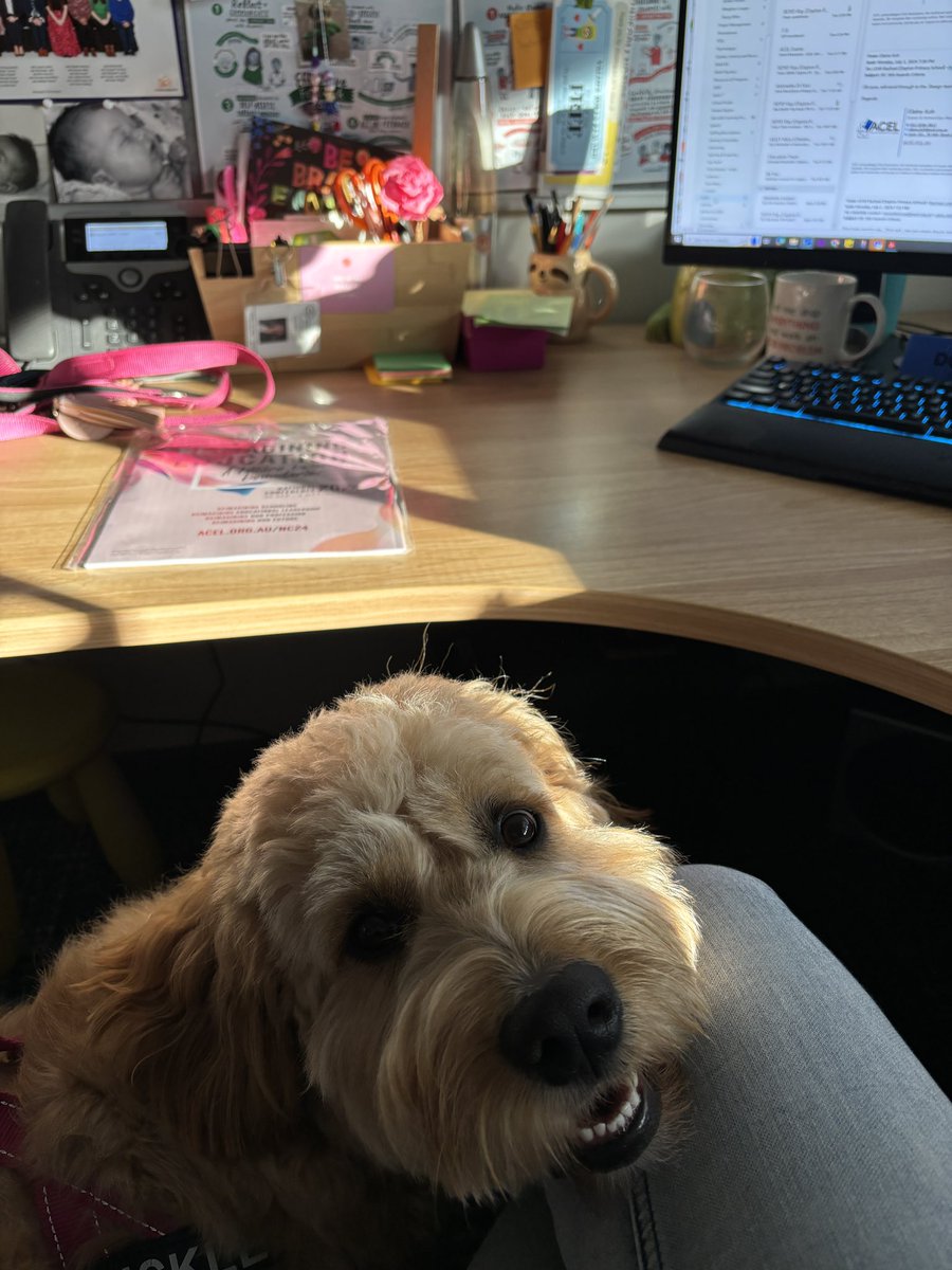 ✨Rachael Lehr✨ tweet media