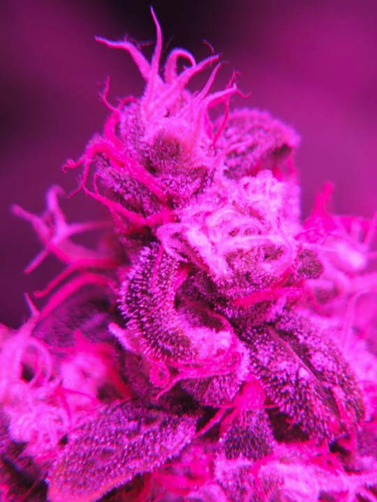 RAFEL 'MEXINACO' tweet media