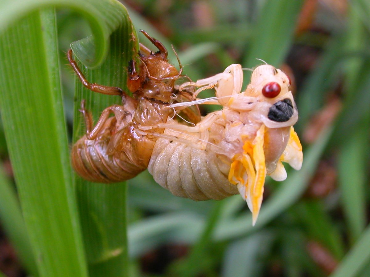 GeeTeeM3's tweet photo. @DavidHalcon924 @OakStadiumWatch You typo molting larva https://t.co/QHWHI7G17B