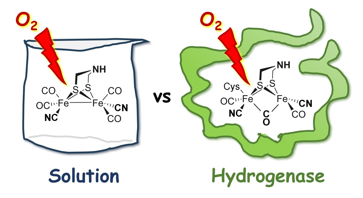 Happy to report the publication of our study on the oxygen sensitivity of [FeFe]-hydrogenase and related active site mimics, now online in final form with <a href="/PCCP/">PCCP</a>! doi.org/10.1039/D3CP06…