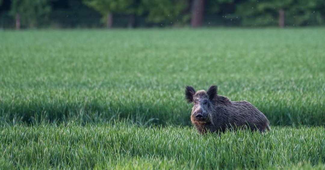IndiensFrancais's tweet image. Apparition de la bête noire 🐗

#hunting #caza #cacciatore #jagd #jakt #chasse #hunter #chassetricolore #passionchasse #passionchien #chiencourant #chiendechasse #hunt #sanglier #wildboar