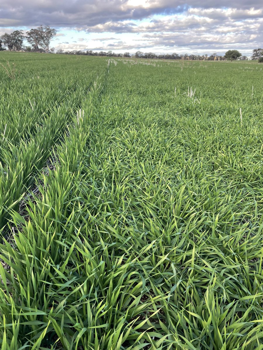 Chris Bell tweet media