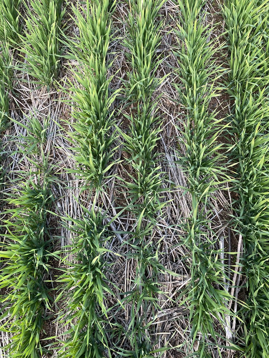 Chris Bell tweet media