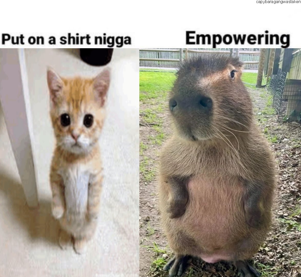 CapybaraGang (@capybara_gang) on Twitter photo 