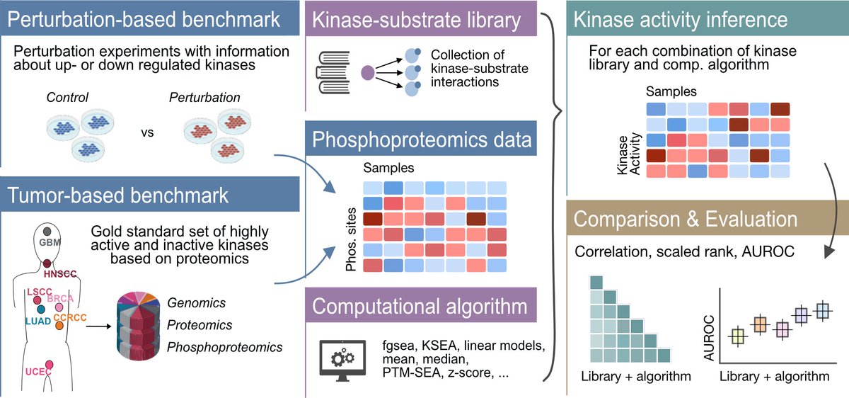 Saez-Rodriguez Group (@saezlab) on Twitter photo Ever wondered which method to use to infer kinase activities from phosphoproteomics data? 💻💭In collaboration with the Zhang lab <a href="/bcmhouston/">BCMHouston</a>, we performed a comprehensive evaluation of kinase activity inference tools to help answer that question tinyurl.com/yc56axsv 🧵⬇️ Ever wondered which method to use to infer kinase activities from phosphoproteomics data? 💻💭In collaboration with the Zhang lab <a href="/bcmhouston/">BCMHouston</a>, we performed a comprehensive evaluation of kinase activity inference tools to help answer that question tinyurl.com/yc56axsv 🧵⬇️