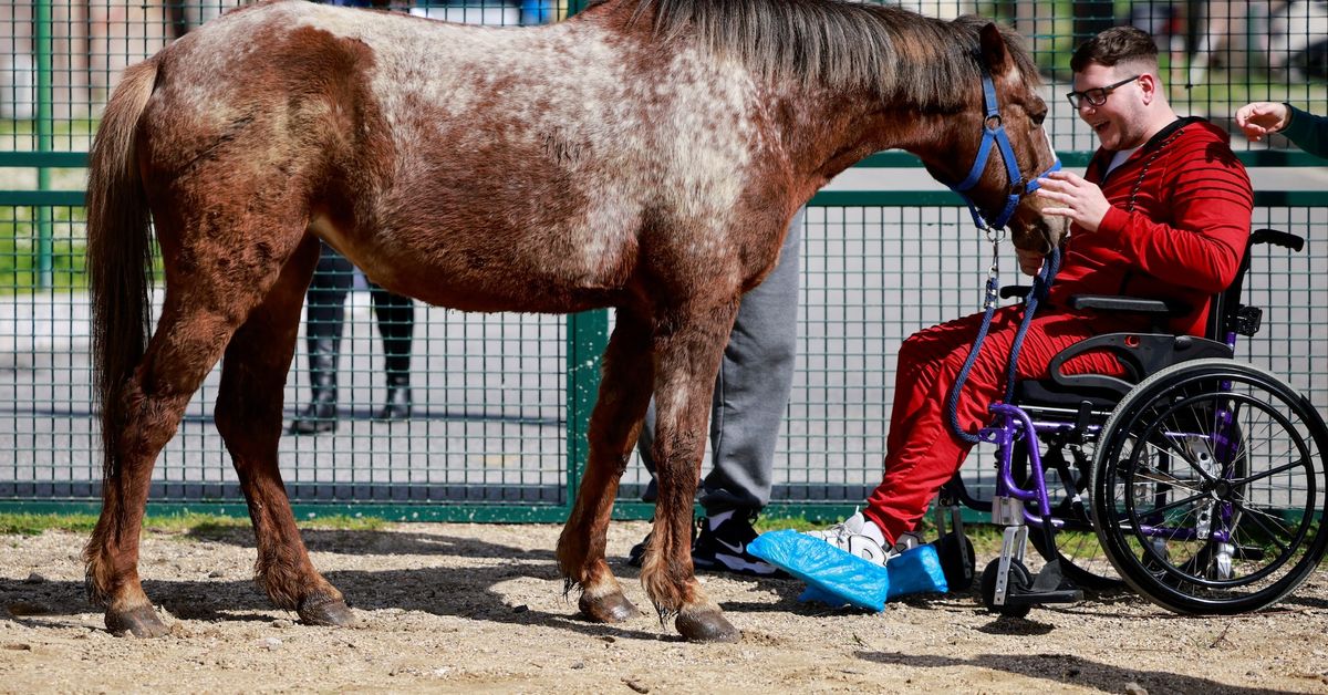 Reuters's tweet image. Therapy horses help neurology patients regain confidence, motor skills reut.rs/3W5O6be