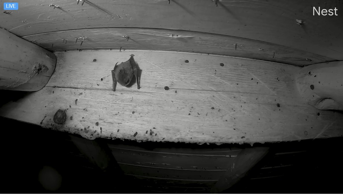 msabine900's tweet photo. @albertabats #BatCam Again, I couldn't resist ... Am I voyeuristic?? The attic at 10:06 a.m. CEST .... https://t.co/3RbGumgS27