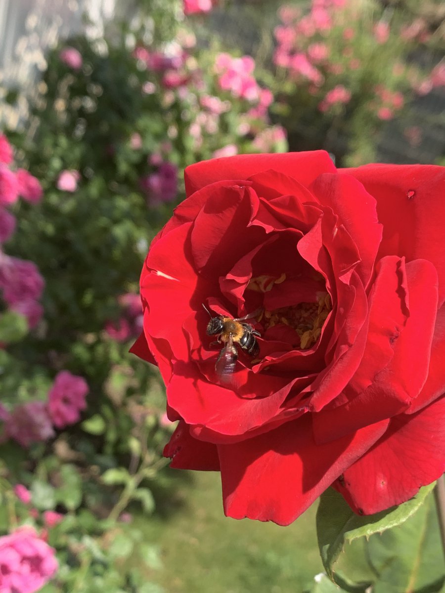 TheFlowerShow's tweet image. They really love to hang out in flowers!