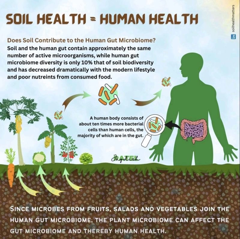 SoilShahnaz's tweet photo. Addressing the rapid soil extinction must be our generation's primary focus right now.

We need to speak and act with a single-pointed agenda-that is to keep the #soil alive with at least 3-6% organic content.

#SaveSoil #PolicyForSoil #NoSoilNoHealth #Bharat

By: @sivakumar04111 https://t.co/UO3r3DktDD