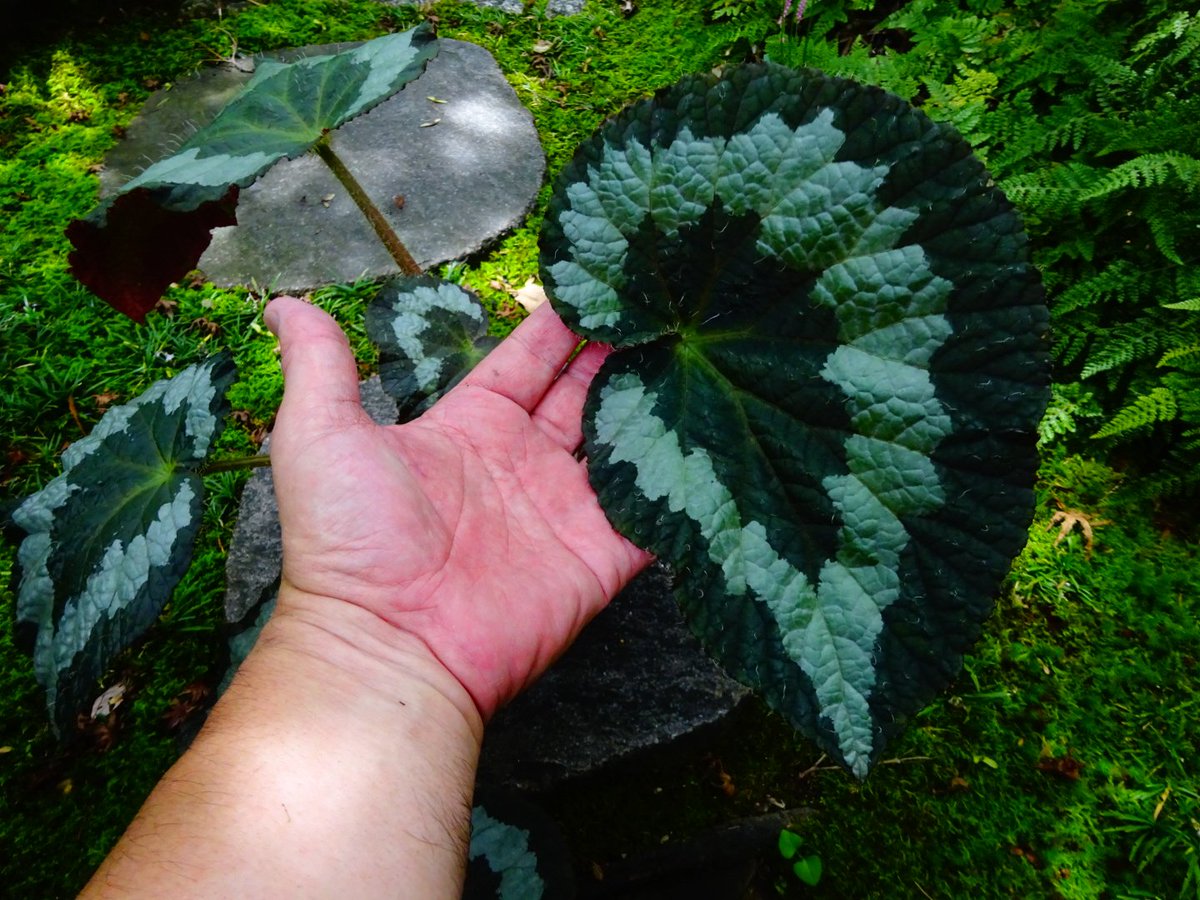 begonia_ysd's tweet photo. #Begoniarex
#ベゴニアレックス
インドのアッサム地方原産の大型になる根茎性ベゴニアです。
最初は現地で発見されたものではなく、アッサム地方からドイツへ輸出したランの株に挟まっていたという逸話があります。その後NHKの取材班がアッサムで再発見をしました。性質は寒さに強く丈夫です。 https://t.co/8nCARVA02p