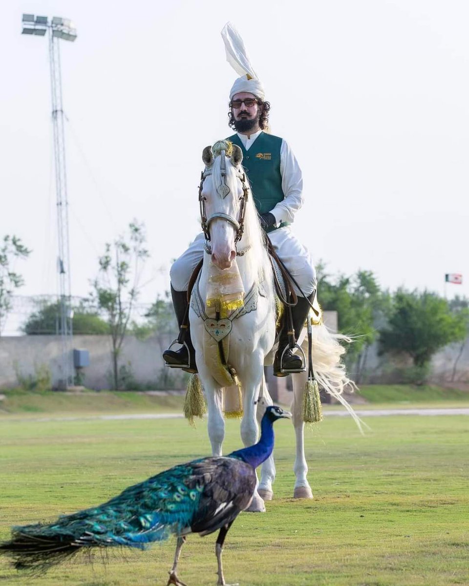 Honourable #SahibzadaSultanMuhammadAli Sb 

#SultaniaAwanClub #TentPegging #Horse #culture #HorseRiding #pakistan