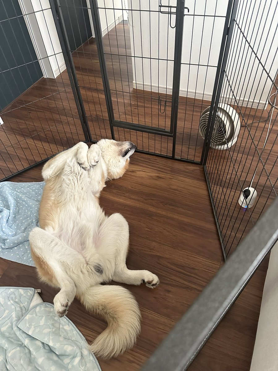 shewithjapan's tweet photo. หมาฉันน่ารักที่หนึ่ง😆🐶　
#秋田犬 https://t.co/K06de0sMds