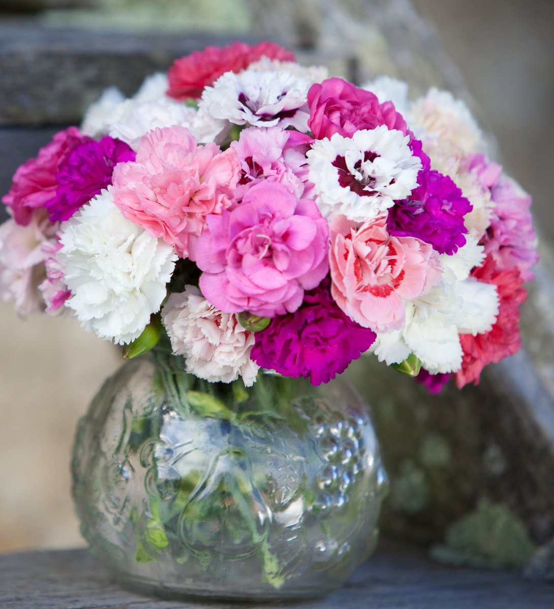 Beautiful scented pinks make the perfect summer gift. Grown outdoors on our farm in the Isles of Scilly and wrapped only in paper. Treat someone today.

scillyflowers.co.uk/flowers-by-pos…
#islesofscilly #scentedflowers #flowersbypost #carnations