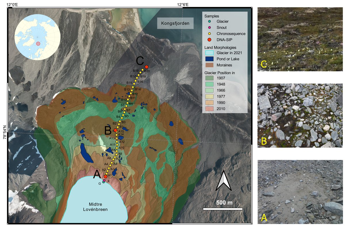 James Bradley (@drbradbrad) on Twitter photo How do microbes control carbon storage in pioneer soils?
Arctic glaciers โ๏ธ are melting faster ๐ก๏ธ & ice retreat exposes vast new landscapes ๐๏ธ
In <a href="/PNASNews/">PNASNews</a> we found that fungal basidiomycete yeasts promote C stabilization in new soils ๐ฆ
Link & ๐งต๐
pnas.org/doi/10.1073/pnโฆ How do microbes control carbon storage in pioneer soils?
Arctic glaciers โ๏ธ are melting faster ๐ก๏ธ & ice retreat exposes vast new landscapes ๐๏ธ
In <a href="/PNASNews/">PNASNews</a> we found that fungal basidiomycete yeasts promote C stabilization in new soils ๐ฆ
Link & ๐งต๐
pnas.org/doi/10.1073/pnโฆ