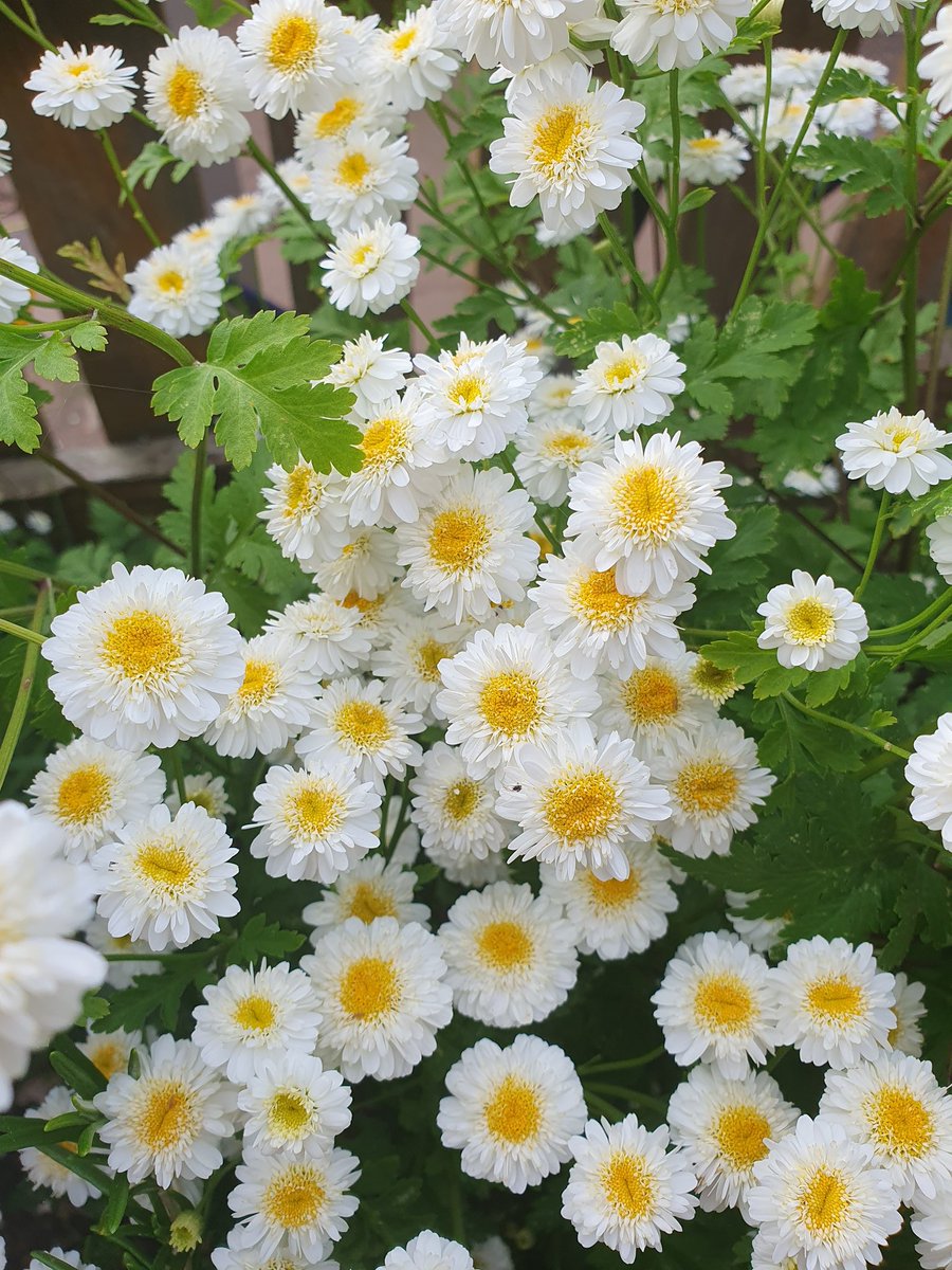 wildseawitch's tweet image. Feverfew in my garden #Feverfew