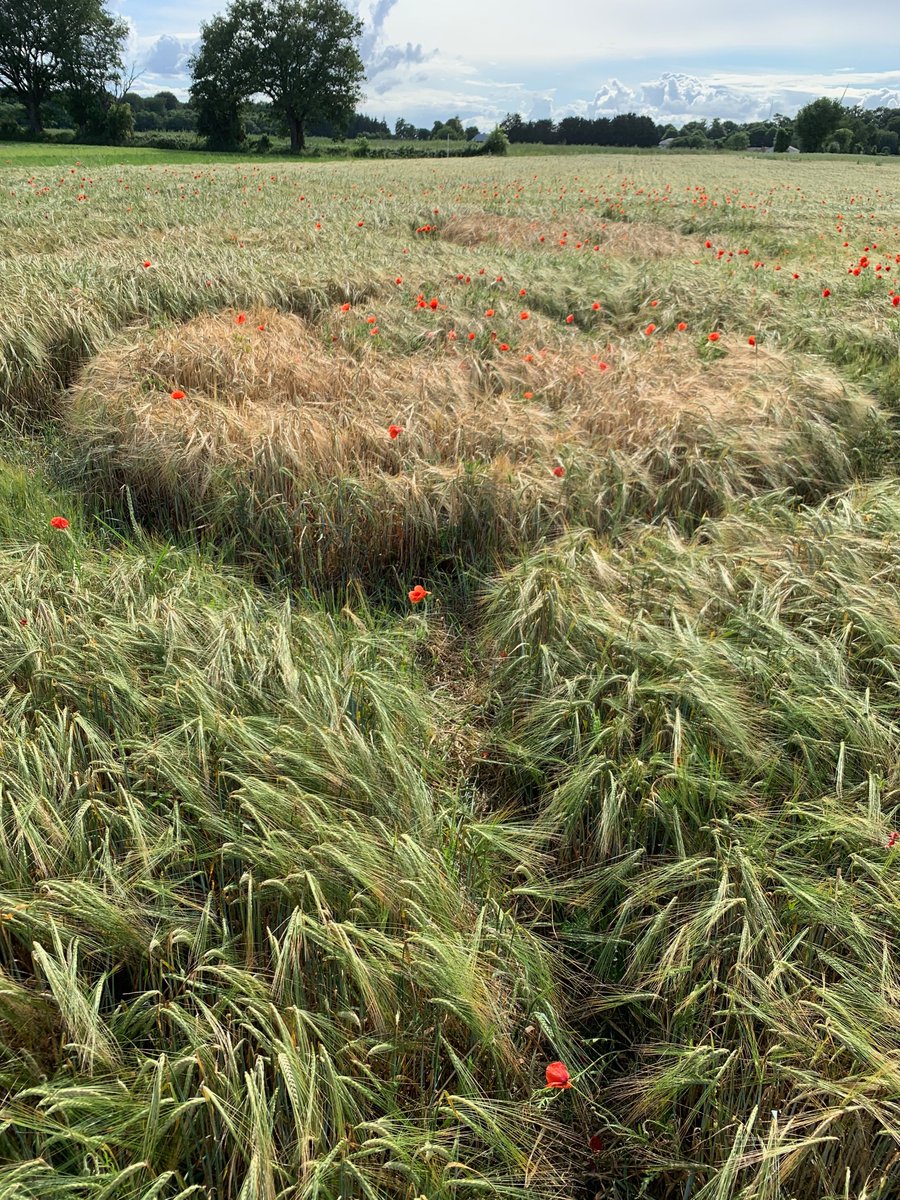 We're pleased to announce a 2-year postdoc position on modeling at @INRAE in collaboration with Berkeley Lab, USA on whole soil warming. Check out the details &amp; desired profile here:
drive.google.com/file/d/1zVkgTO…
If you're passionate about modeling &amp; ready to contribute, contact us.