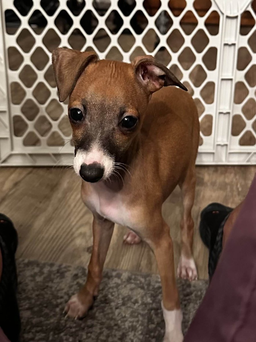 Loganolio tweet media