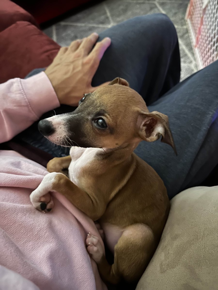 Loganolio tweet media