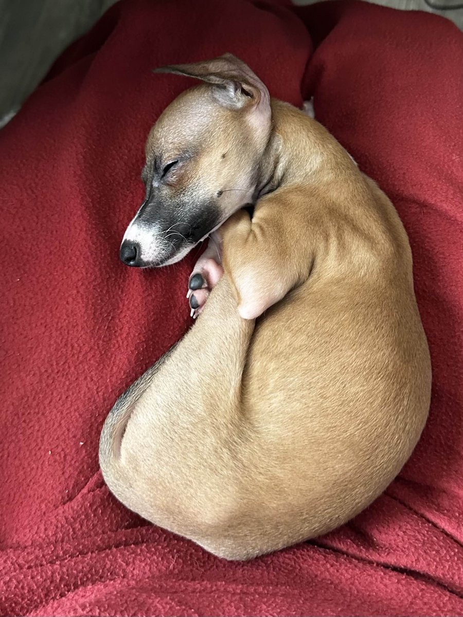 Loganolio tweet media