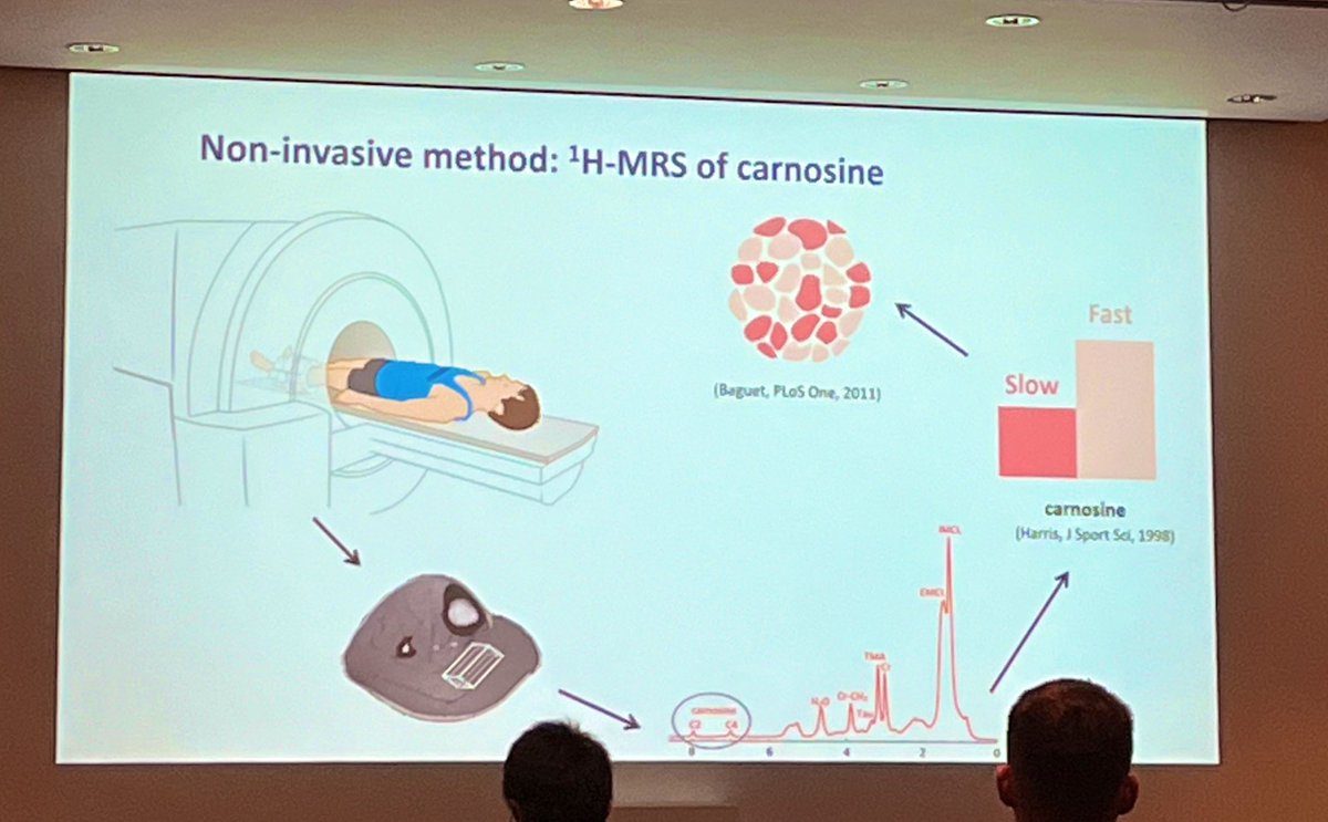 Steph Lazarczuk 🇺🇦 (@stephlaz_) on Twitter photo I’m still at #ECSS2024 and kicked off with a presentation on muscle fibre typology and application in sports, specifically football from <a href="/eline_lievens/">Eline Lievens</a>. Began with an overview of the use of MR spectroscopy as a non-invasive method for estimating carnosine content (fibre type) I’m still at #ECSS2024 and kicked off with a presentation on muscle fibre typology and application in sports, specifically football from <a href="/eline_lievens/">Eline Lievens</a>. Began with an overview of the use of MR spectroscopy as a non-invasive method for estimating carnosine content (fibre type)
