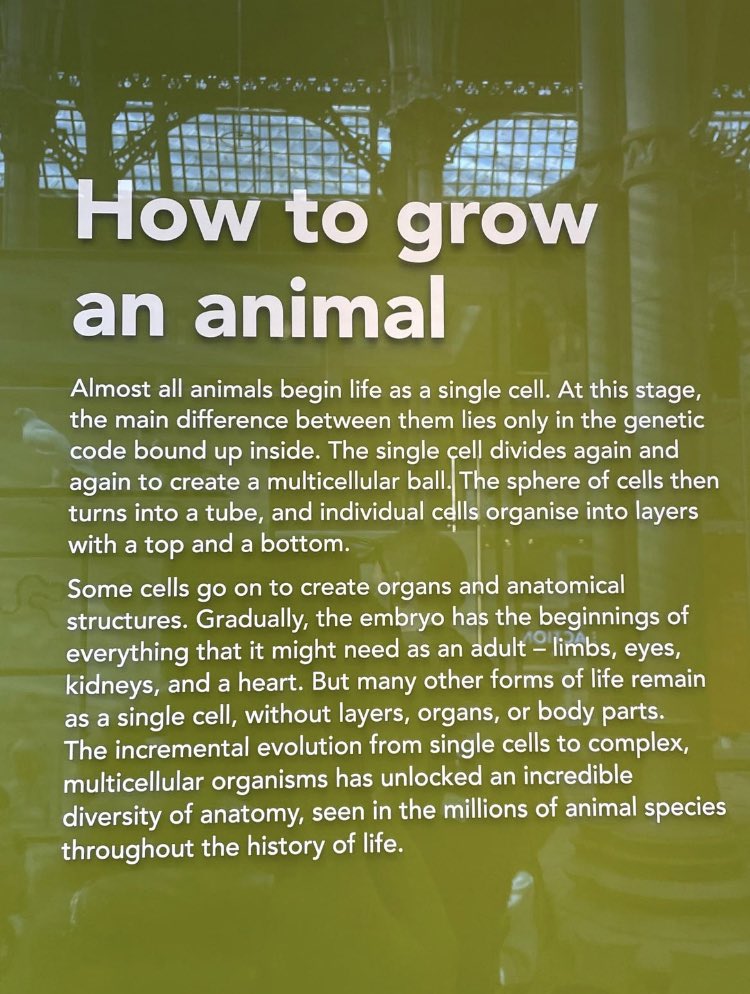 Very happy to be involved (in a small way by fact-checking/editing) this exhibit at the Oxford University Museum of Natural History. Great to see developmental biology getting some focus! Thanks to James Hogan for involving me - all the new exhibits are looking fantastic.