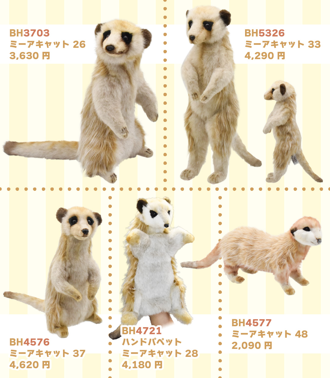 ミーアキャット 26 | HANSA