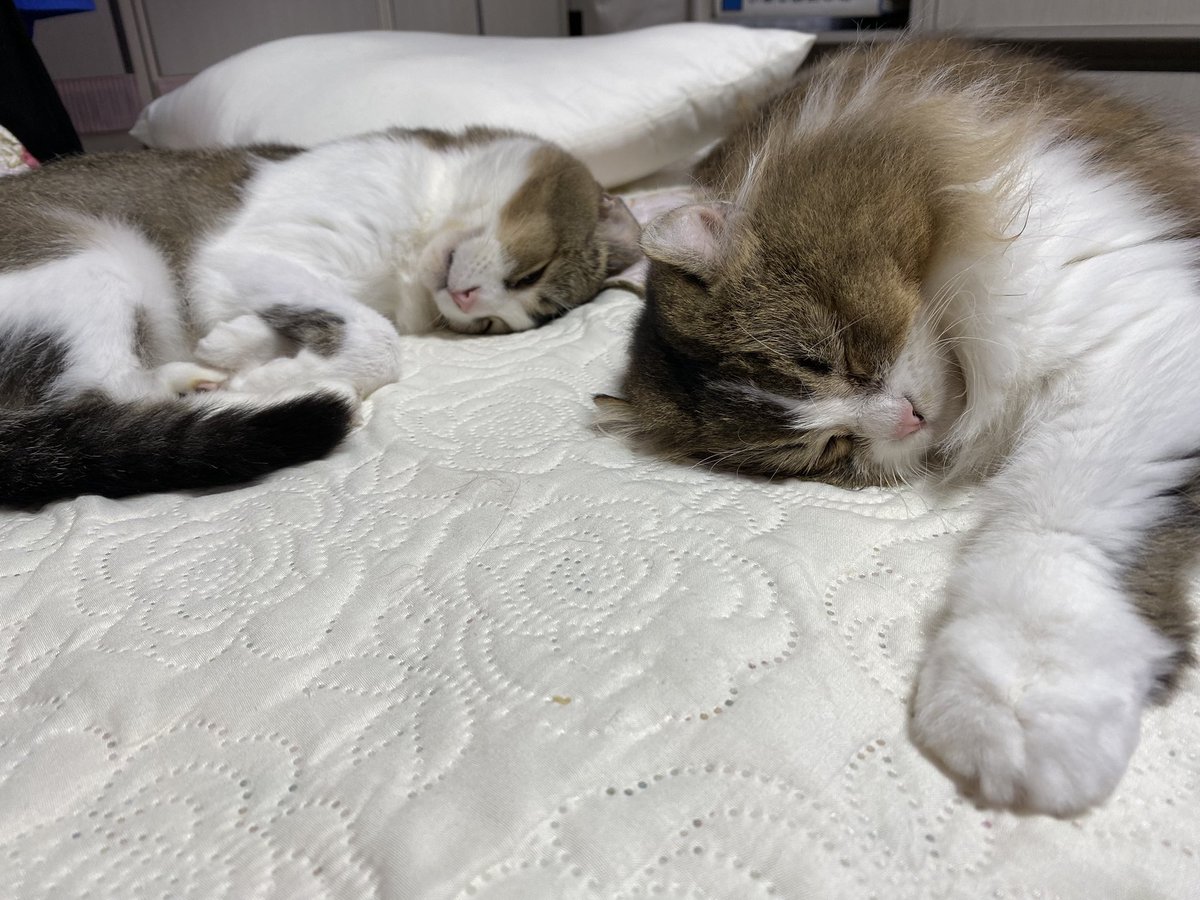 ashinomakionsen's tweet photo. 仲良く寝てるぴーちとさくら♪
明日はさくらちゃん出勤日です😺 https://t.co/SVXRO3wPjN